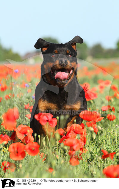 rennender Rottweiler / running Rottweiler / SS-40620