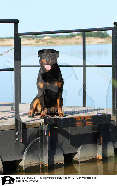 sitzender Rottweiler / sitting Rottweiler / SS-40626