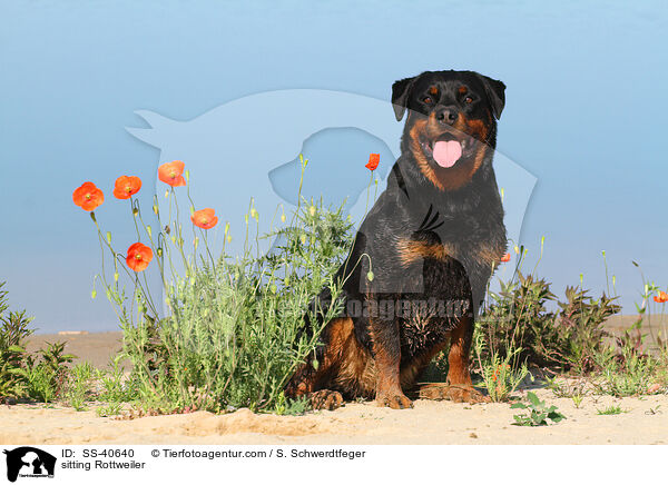 sitzender Rottweiler / sitting Rottweiler / SS-40640