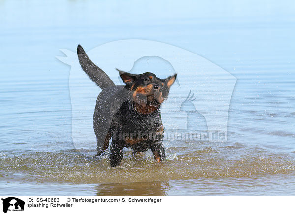 spritzender Rottweiler / splashing Rottweiler / SS-40683