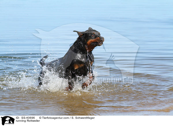 rennender Rottweiler / running Rottweiler / SS-40696