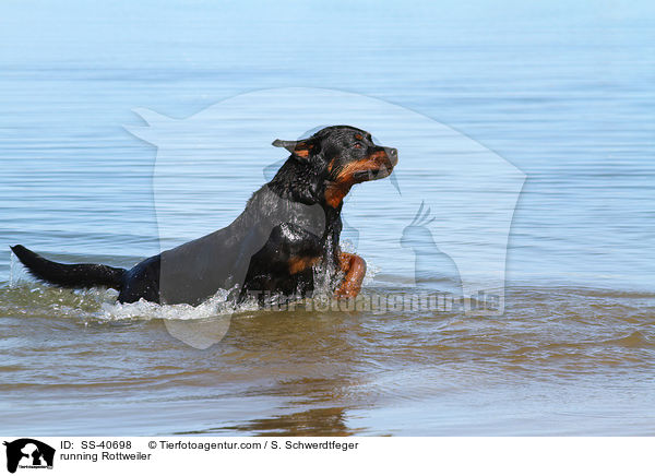 rennender Rottweiler / running Rottweiler / SS-40698