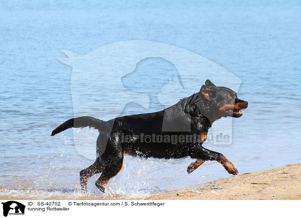 rennender Rottweiler / running Rottweiler / SS-40702