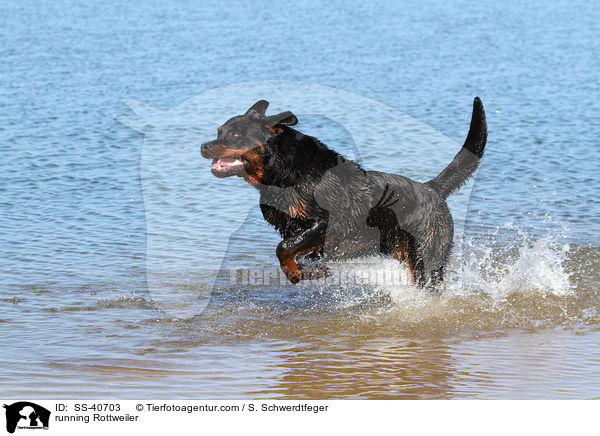 rennender Rottweiler / running Rottweiler / SS-40703