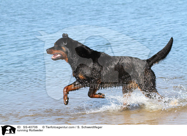 rennender Rottweiler / running Rottweiler / SS-40706