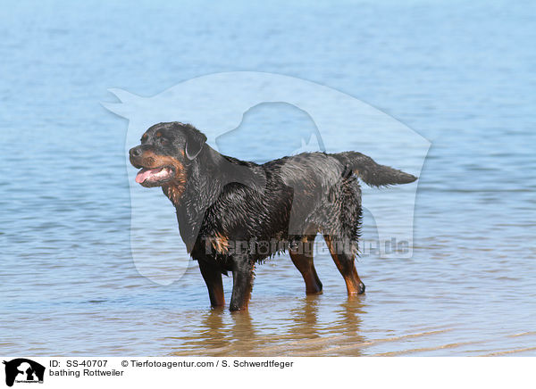 badender Rottweiler / bathing Rottweiler / SS-40707