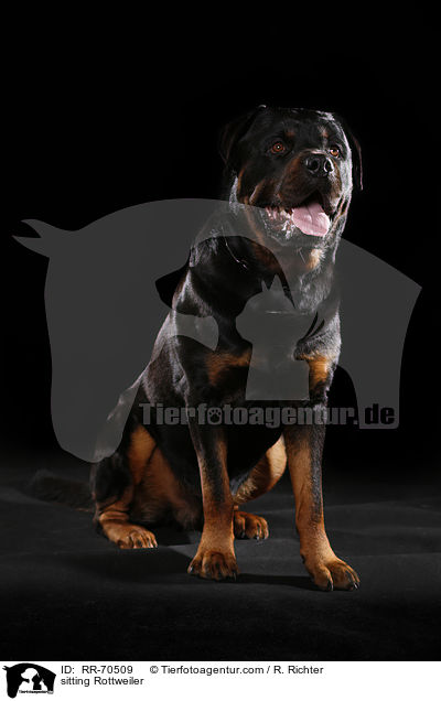 sitzender Rottweiler / sitting Rottweiler / RR-70509