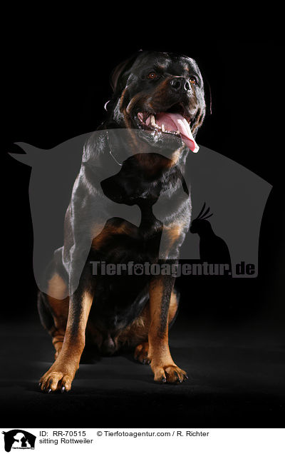 sitzender Rottweiler / sitting Rottweiler / RR-70515