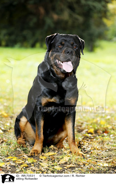 sitzender Rottweiler / sitting Rottweiler / RR-70531