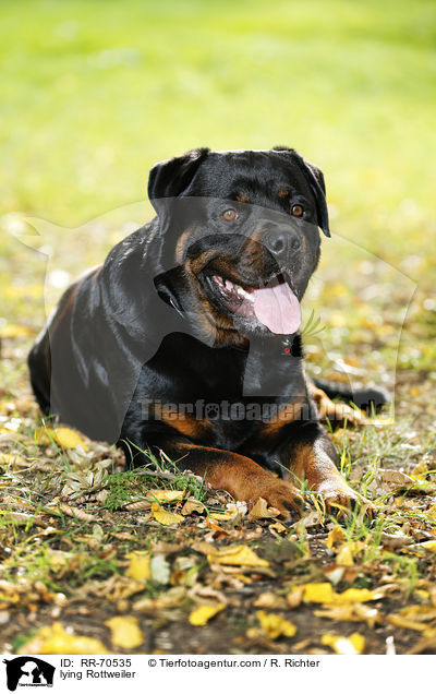 liegender Rottweiler / lying Rottweiler / RR-70535