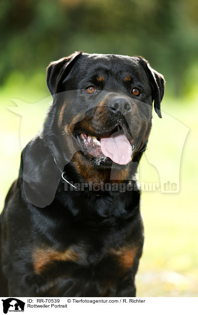 Rottweiler Portrait / Rottweiler Portrait / RR-70539