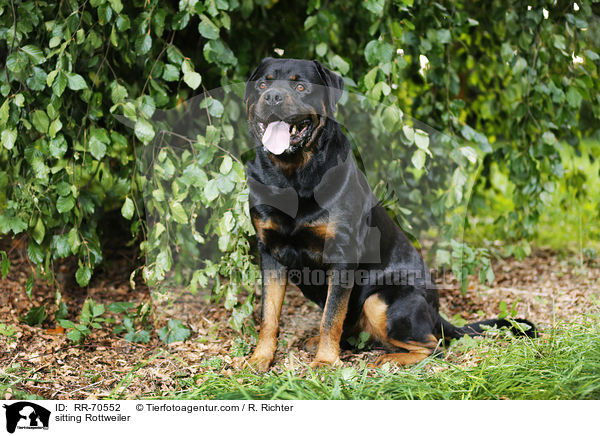 sitzender Rottweiler / sitting Rottweiler / RR-70552