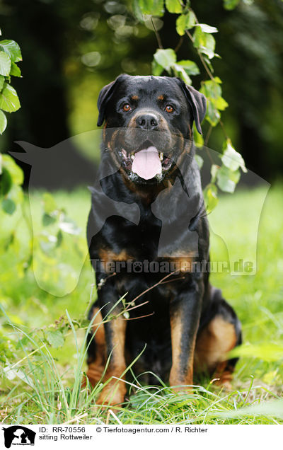 sitzender Rottweiler / sitting Rottweiler / RR-70556