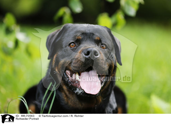 Rottweiler Portrait / Rottweiler Portrait / RR-70563