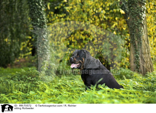 sitzender Rottweiler / sitting Rottweiler / RR-70572