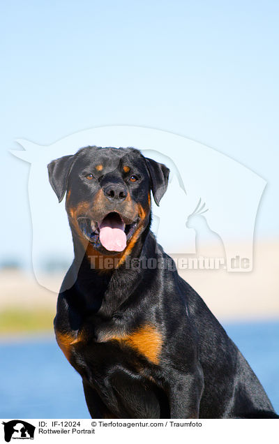 Rottweiler Portrait / Rottweiler Portrait / IF-12024