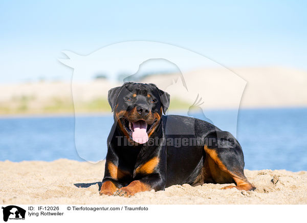 liegender Rottweiler / lying Rottweiler / IF-12026