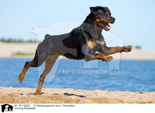 rennender Rottweiler / running Rottweiler / IF-12050