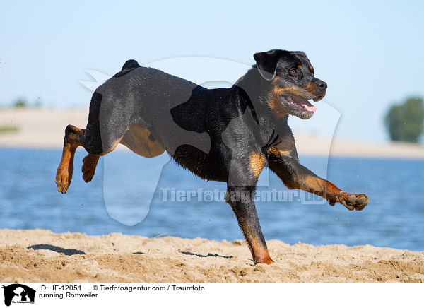 rennender Rottweiler / running Rottweiler / IF-12051