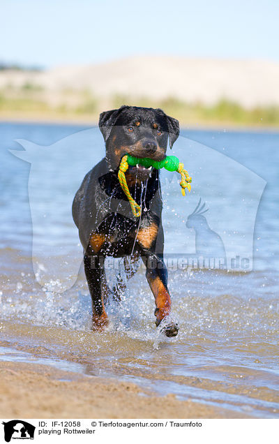 spielender Rottweiler / playing Rottweiler / IF-12058