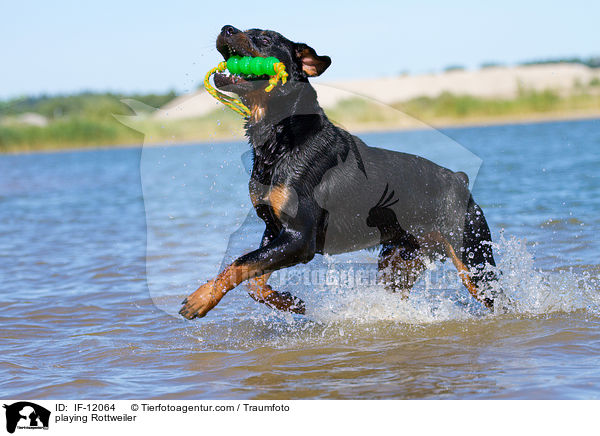 spielender Rottweiler / playing Rottweiler / IF-12064