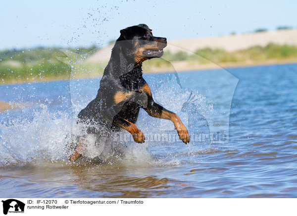 rennender Rottweiler / running Rottweiler / IF-12070