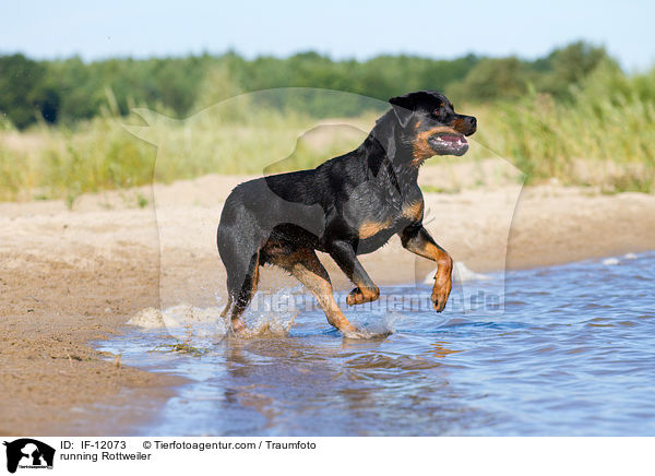 rennender Rottweiler / running Rottweiler / IF-12073