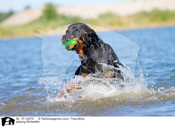 spielender Rottweiler / playing Rottweiler / IF-12075