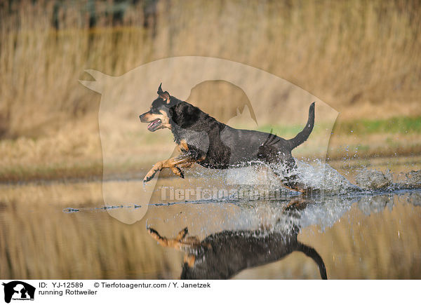 rennender Rottweiler / running Rottweiler / YJ-12589