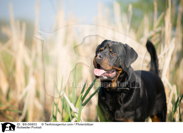 Rottweiler Portrait / Rottweiler Portrait / BS-06803