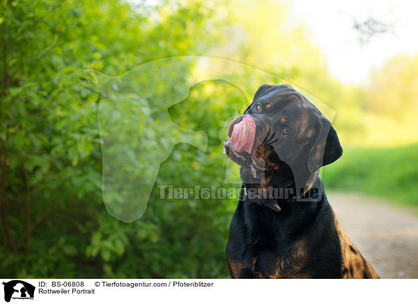 Rottweiler Portrait / Rottweiler Portrait / BS-06808