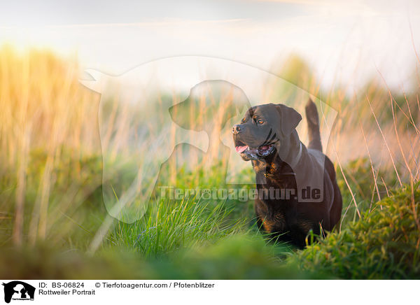 Rottweiler Portrait / Rottweiler Portrait / BS-06824