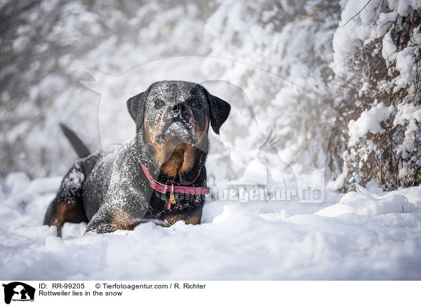 Rottweiler liegt im Schnee / Rottweiler lies in the snow / RR-99205