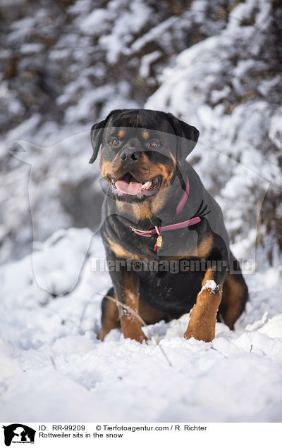 Rottweiler sitzt im Schnee / Rottweiler sits in the snow / RR-99209