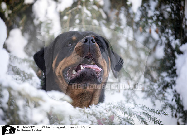 Rottweiler Portrait / Rottweiler Portrait / RR-99213