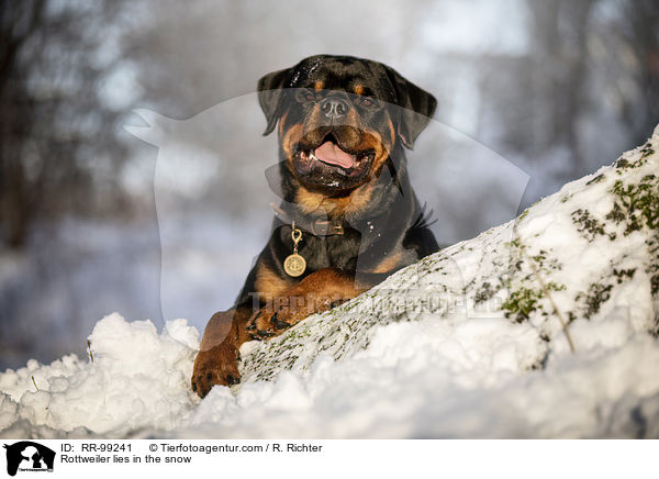 Rottweiler liegt im Schnee / Rottweiler lies in the snow / RR-99241