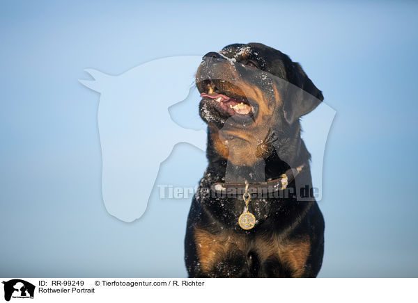 Rottweiler Portrait / Rottweiler Portrait / RR-99249