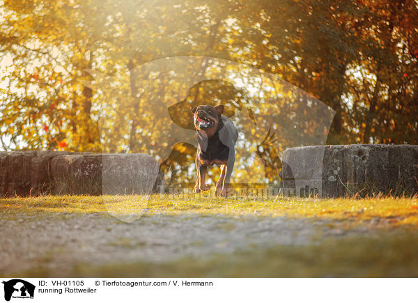 rennender Rottweiler / running Rottweiler / VH-01105