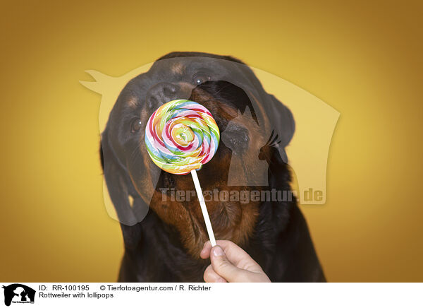 Rottweiler mit Lolli / Rottweiler with lollipops / RR-100195