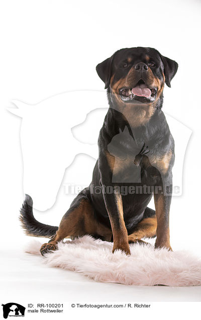 Rottweiler Rde / male Rottweiler / RR-100201