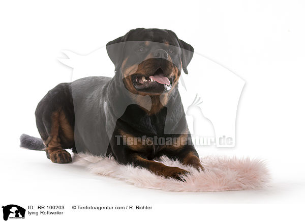 liegender Rottweiler / lying Rottweiler / RR-100203