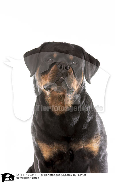 Rottweiler Portrait / Rottweiler Portrait / RR-100211