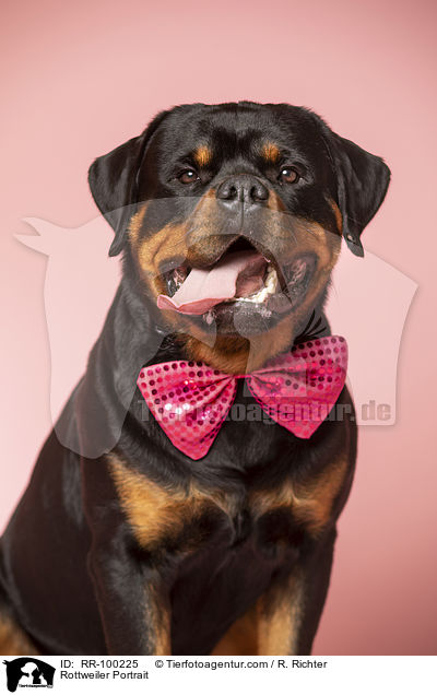 Rottweiler Portrait / Rottweiler Portrait / RR-100225