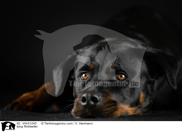 liegender Rottweiler / lying Rottweiler / VH-01245