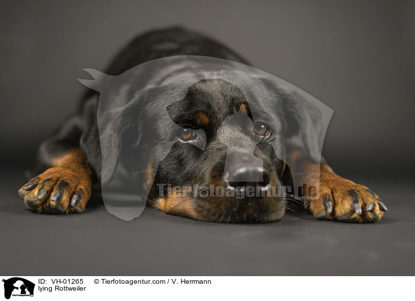 liegender Rottweiler / lying Rottweiler / VH-01265