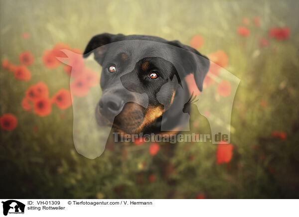 sitzender Rottweiler / sitting Rottweiler / VH-01309