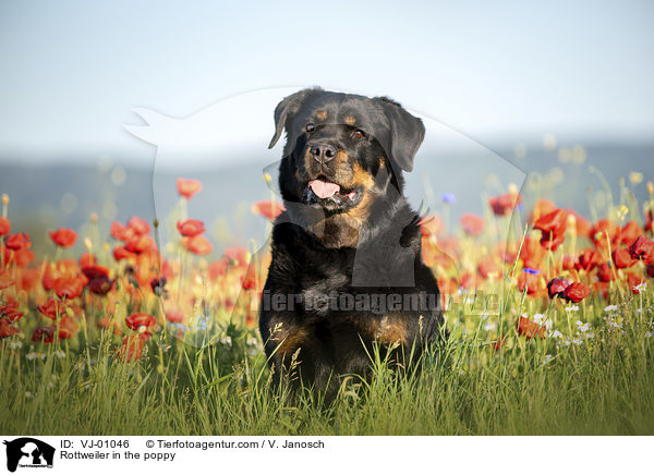 Rottweiler in the poppy / VJ-01046