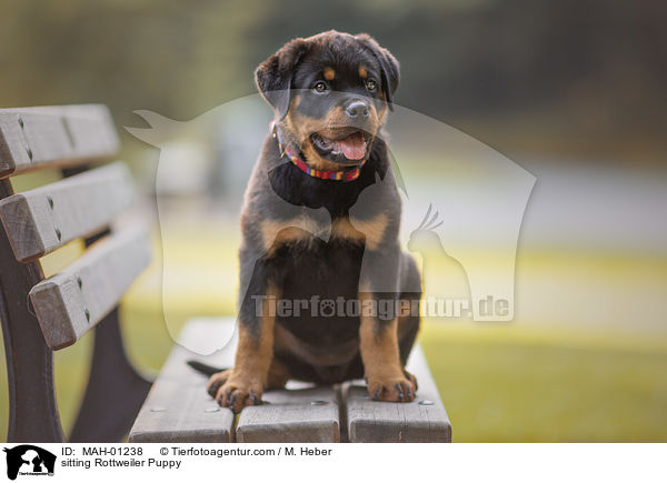 sitzender Rottweiler Welpe / sitting Rottweiler Puppy / MAH-01238