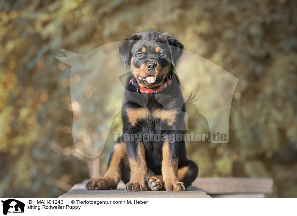 sitzender Rottweiler Welpe / sitting Rottweiler Puppy / MAH-01243