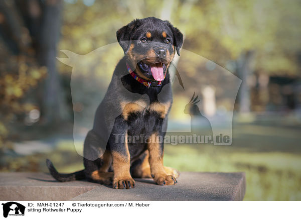sitzender Rottweiler Welpe / sitting Rottweiler Puppy / MAH-01247